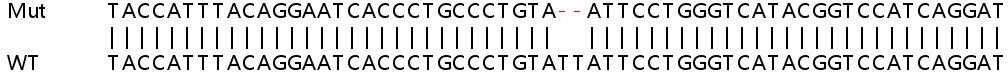 Sanger Sequencing - Human COL4A6 (Collagen IV alpha 6) knockout HeLa cell line (AB265914), expandable thumbnail