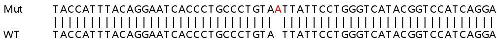 Sanger Sequencing - Human COL4A6 (Collagen IV alpha 6) knockout HeLa cell line (AB265914), expandable thumbnail