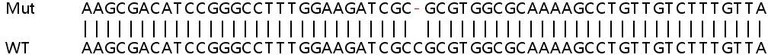 Sanger Sequencing - Human COL5A1 knockout HeLa cell lysate (AB258374)