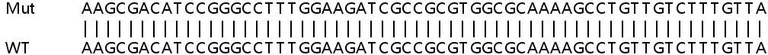 Sanger Sequencing - Human COL5A1 knockout HeLa cell lysate (AB258374)