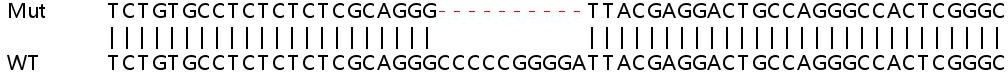 Sanger Sequencing - Human COL9A3 knockout HeLa cell lysate (AB258375), expandable thumbnail