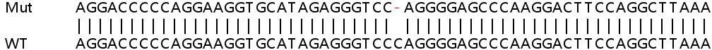 Sanger Sequencing - Human Collagen Type IV alpha 3 (COL4a3) knockout HeLa cell line (AB265875)