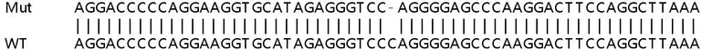 Sanger Sequencing - Human Collagen Type IV alpha 3 (COL4a3) knockout HeLa cell lysate (AB258372)
