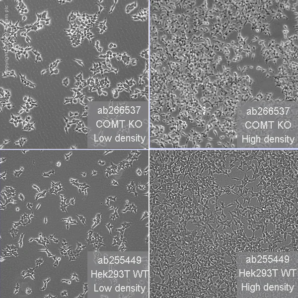 Cell Culture - Human COMT knockout HEK-293T cell line (AB266537)