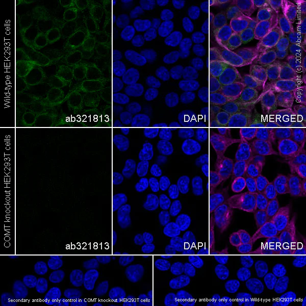Immunocytochemistry/ Immunofluorescence - Human COMT knockout HEK-293T cell line (AB266537)