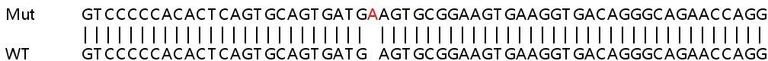 Sanger Sequencing - Human COPS7A (CSN7A) knockout HEK-293T cell line (AB266380)