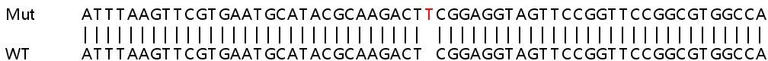 Sanger Sequencing - Human COX7A2 knockout HEK-293T cell line (AB266710)