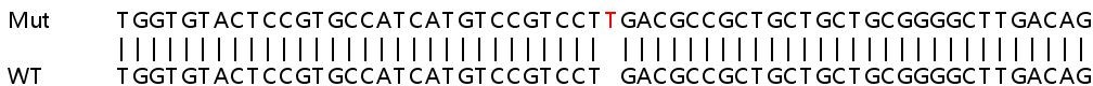 Sanger Sequencing - Human COX8A knockout HEK-293T cell line (AB266594)