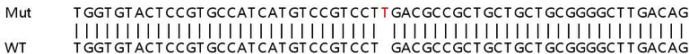 Sanger Sequencing - Human COX8A knockout HEK-293T cell lysate (AB258827)