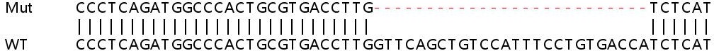 Sanger Sequencing - Human CPNE1 knockout HEK-293T cell line (AB266064)