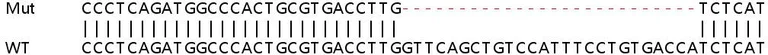 Sanger Sequencing - Human CPNE1 knockout HEK-293T cell lysate (AB258829)