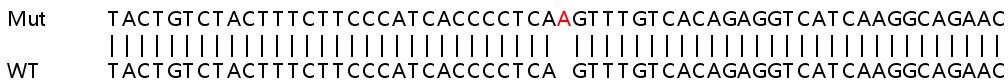 Sanger Sequencing - Human CPS1 knockout HeLa cell line (AB261809), expandable thumbnail