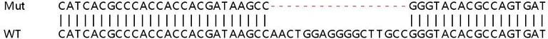 Sanger Sequencing - Human CPT1A knockout HEK-293T cell lysate (AB256880)