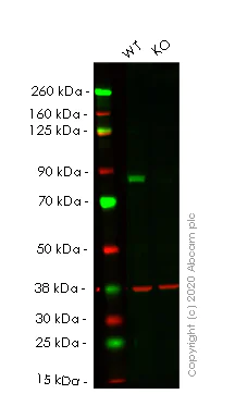 Western blot - Human CPT1A knockout HEK-293T cell lysate (AB256880)