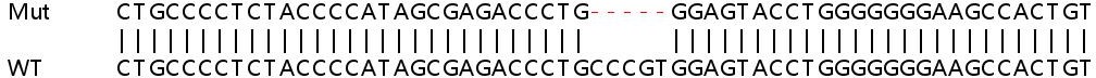 Sanger Sequencing - Human CRAT knockout HEK-293T cell lysate (AB258378)