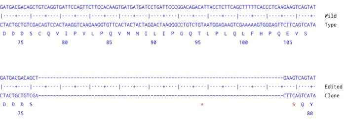 Next Generation Sequencing - Human CRBN knockout HCT116 cell line (AB289186), expandable thumbnail