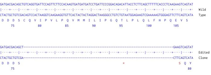 Next Generation Sequencing - Human CRBN knockout HCT116 cell line (AB289186)