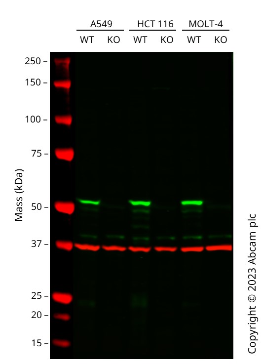Western blot - Human CRBN knockout HCT116 cell line (AB289186), expandable thumbnail