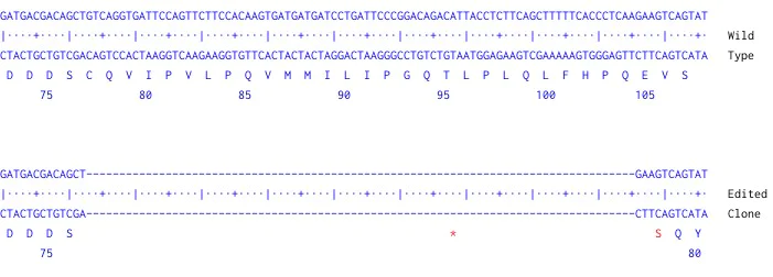 Next Generation Sequencing - Human CRBN knockout MCF7 cell line (AB289426)