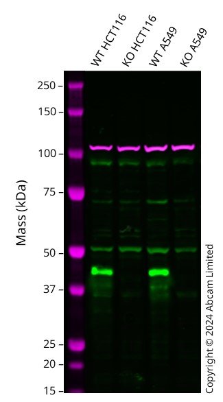 Human CREB1 knockout A549 cell line