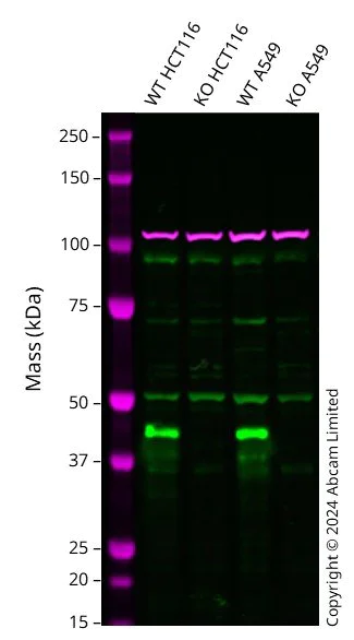 Western blot - Human CREB1 knockout HCT116 cell line (AB286536)
