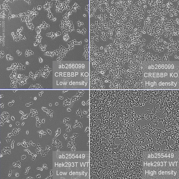 Cell Culture - Human CREBBP knockout HEK-293T cell line (AB266099)