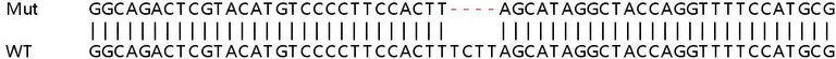 Sanger Sequencing - Human CREBBP knockout HEK-293T cell line (AB266099)