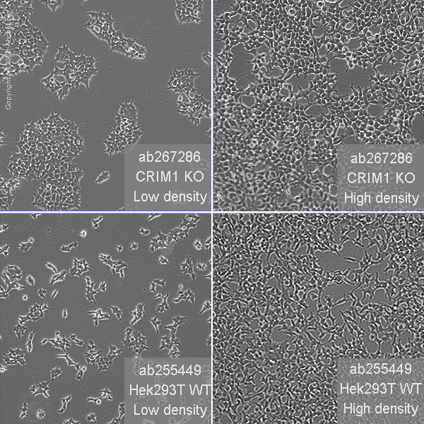 Cell Culture - Human CRIM1 knockout HEK-293T cell line (AB267286), expandable thumbnail