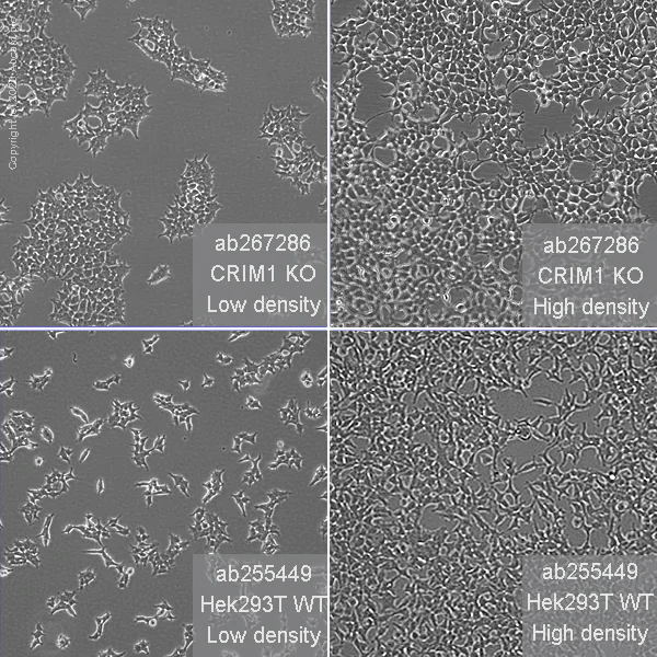 Cell Culture - Human CRIM1 knockout HEK-293T cell line (AB267286)