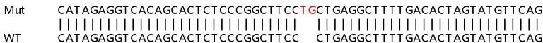 Sanger Sequencing - Human CRIM1 knockout HEK-293T cell line (AB267286)