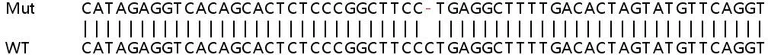 Sanger Sequencing - Human CRIM1 knockout HEK-293T cell line (AB267286)