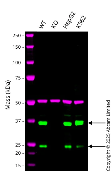 Western blot - Human CRK (Crk p38) knockout HeLa cell line (AB265097)