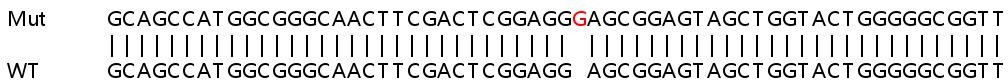 Sanger Sequencing - Human CRK (Crk p38) knockout HeLa cell lysate (AB257899)