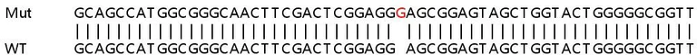 Sanger Sequencing - Human CRK (Crk p38) knockout HeLa cell lysate (AB257899)