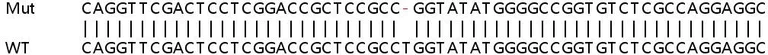 Sanger Sequencing - Human CRKL knockout HeLa cell line (AB265993)