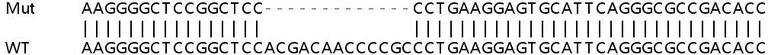 Sanger Sequencing - Human CRY1 (Cryptochrome I) knockout HeLa cell lysate (AB258382)
