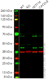 Western blot - Human CRY1 (Cryptochrome I) knockout HeLa cell lysate (AB258382)