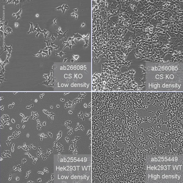 Cell Culture - Human CS (Citrate synthetase) knockout HEK-293T cell line (AB266085)