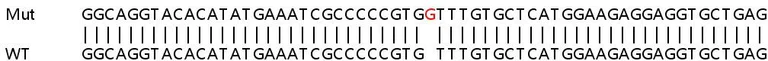 Sanger Sequencing - Human CSAD (CSD) knockout HeLa cell line (AB265786)