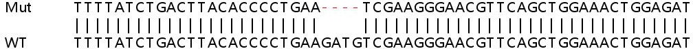 Sanger Sequencing - Human CSDE1 (NRU) knockout HeLa cell line (AB265919), expandable thumbnail