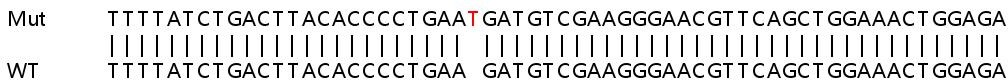 Sanger Sequencing - Human CSDE1 (NRU) knockout HeLa cell line (AB265919), expandable thumbnail