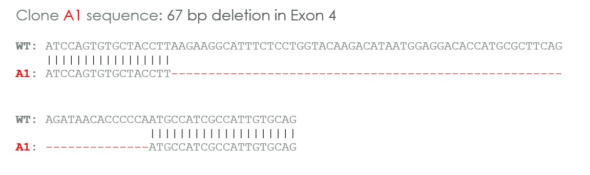 Sanger Sequencing - Human CSF1 knockout U-87 MG cell line (AB288711), expandable thumbnail