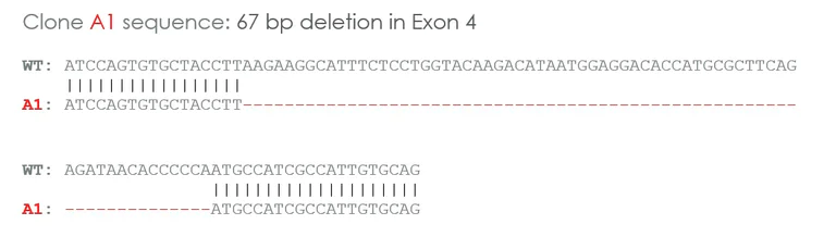 Sanger Sequencing - Human CSF1 knockout U-87 MG cell line (AB288711)