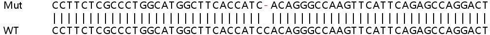Sanger Sequencing - Human CSF1R (CSF-1-R) knockout HeLa cell line (AB267226), expandable thumbnail