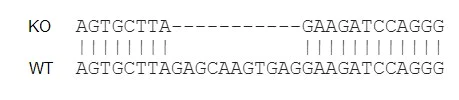 Next Generation Sequencing - Human CSF3 knockout K-562 cell lysate (AB275519)