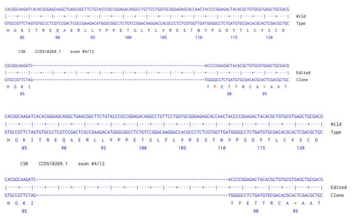 Next Generation Sequencing - Human CSK knockout A549  cell line (AB300902), expandable thumbnail