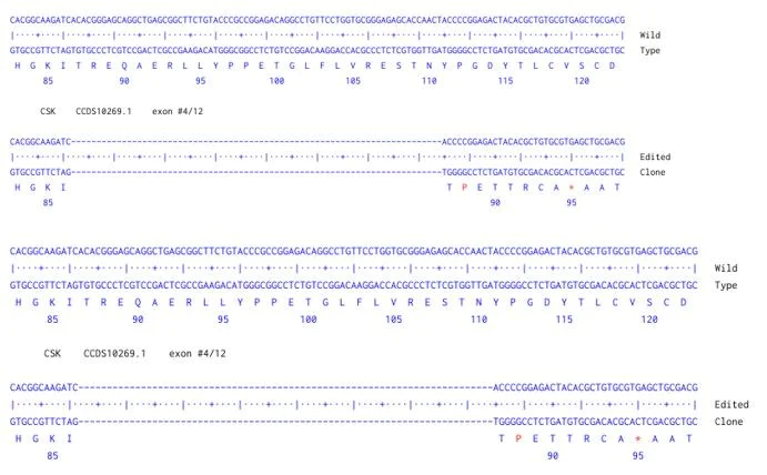 Next Generation Sequencing - Human CSK knockout A549 cell line (AB300902)