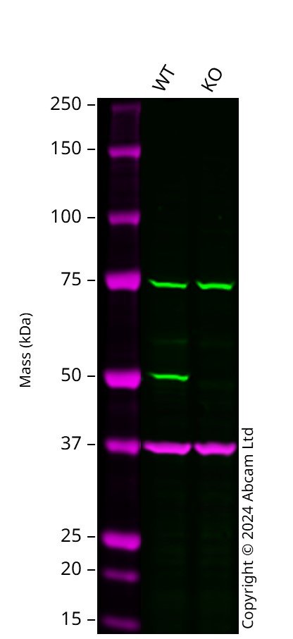 Western blot - Human CSK knockout A549  cell line (AB300902), expandable thumbnail