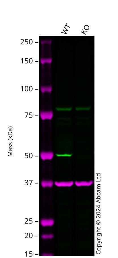 Western blot - Human CSK knockout A549  cell line (AB300902), expandable thumbnail