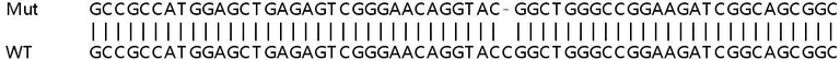 Sanger Sequencing - Human CSNK1D (Casein Kinase 1 delta) knockout HeLa cell lysate (AB258383)